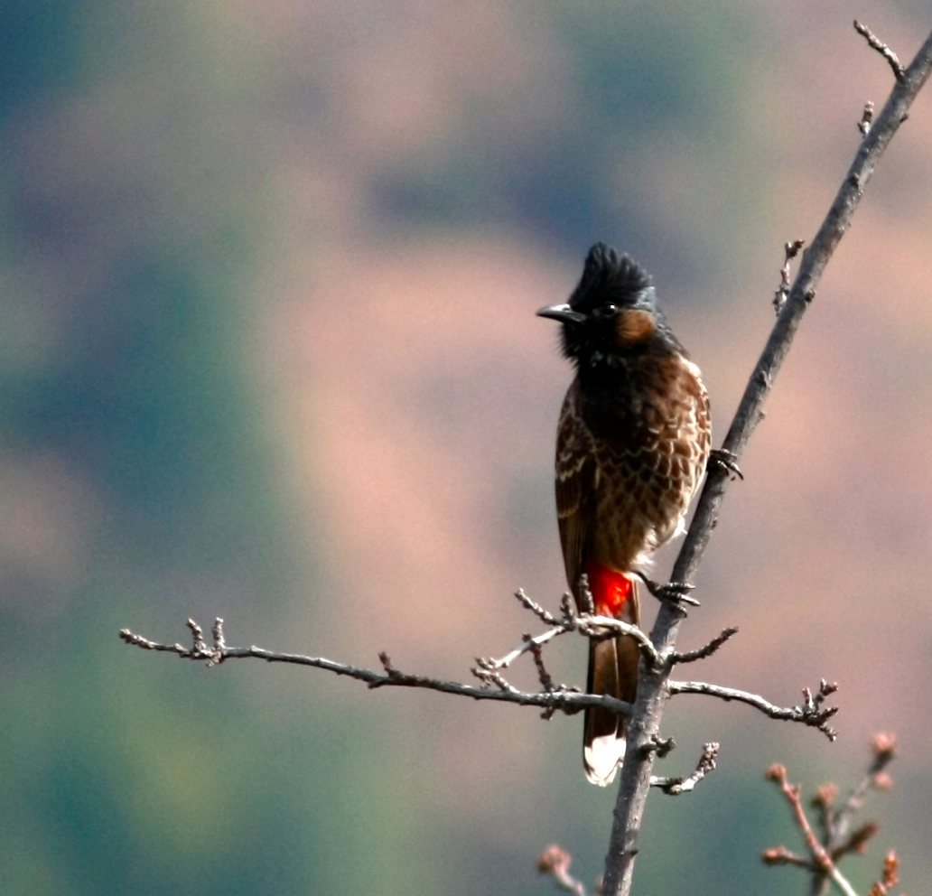 Red-vented bulbul perched on a bare branch